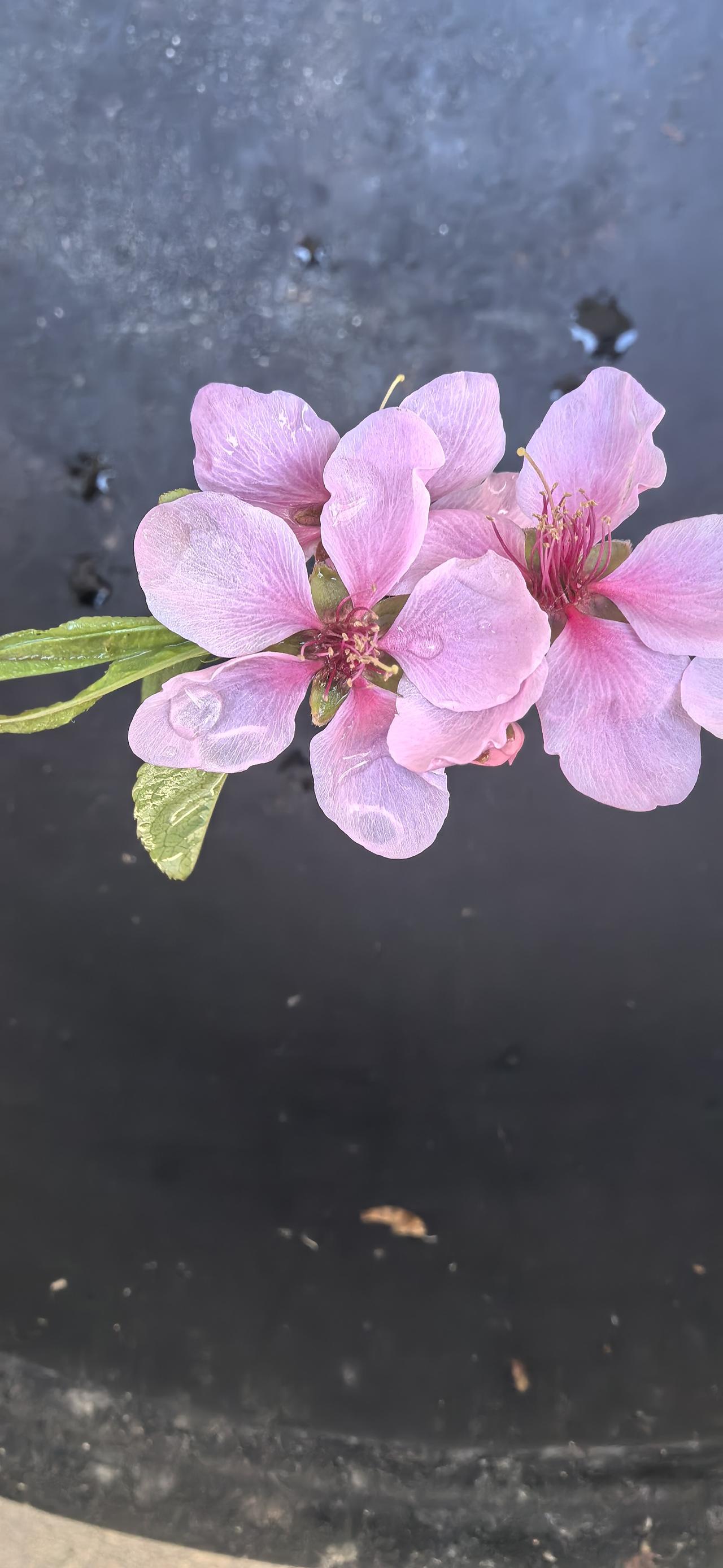 发一张你相册最近拍的花
