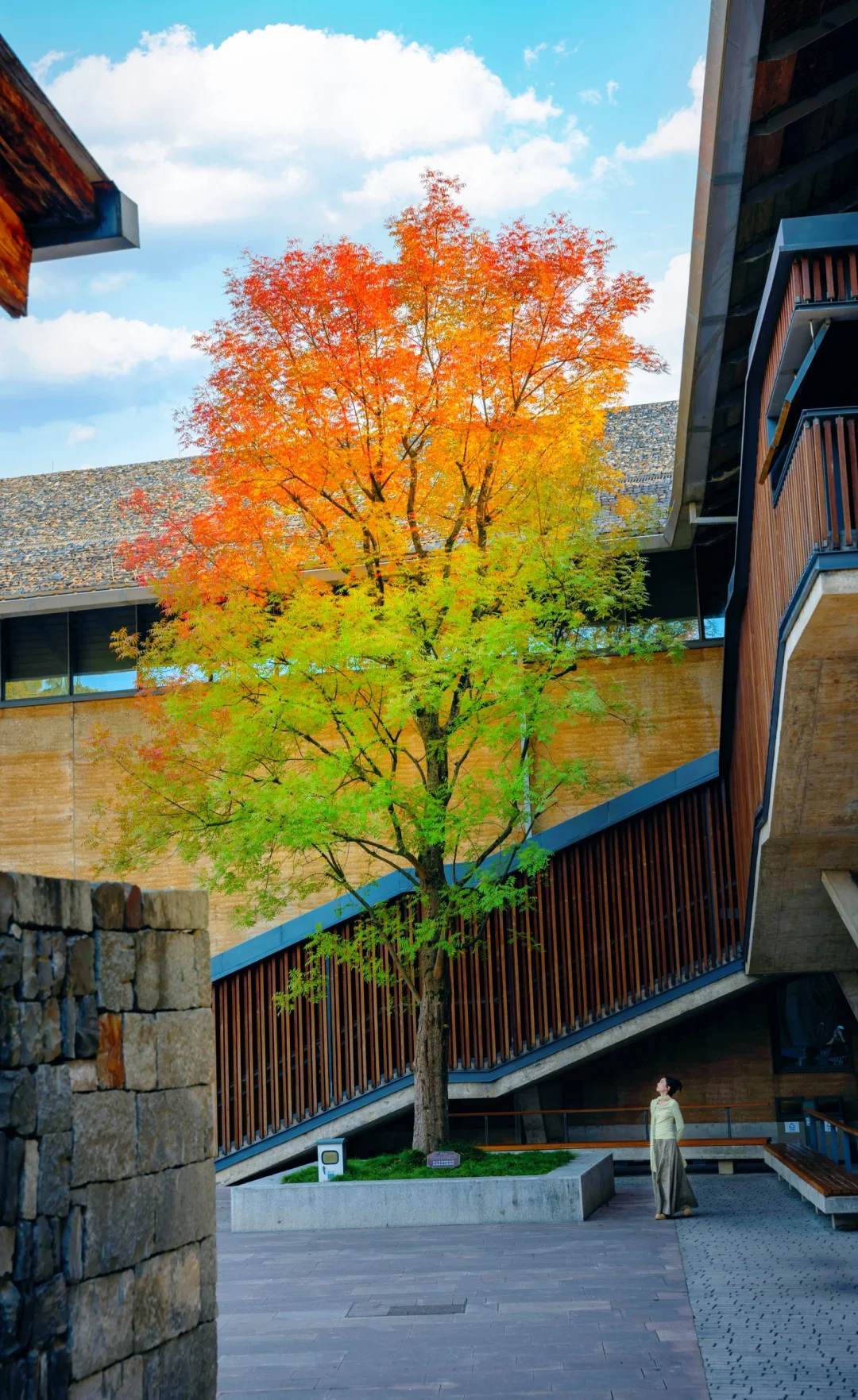 很难相信，在一棵树上我真的看到了四季