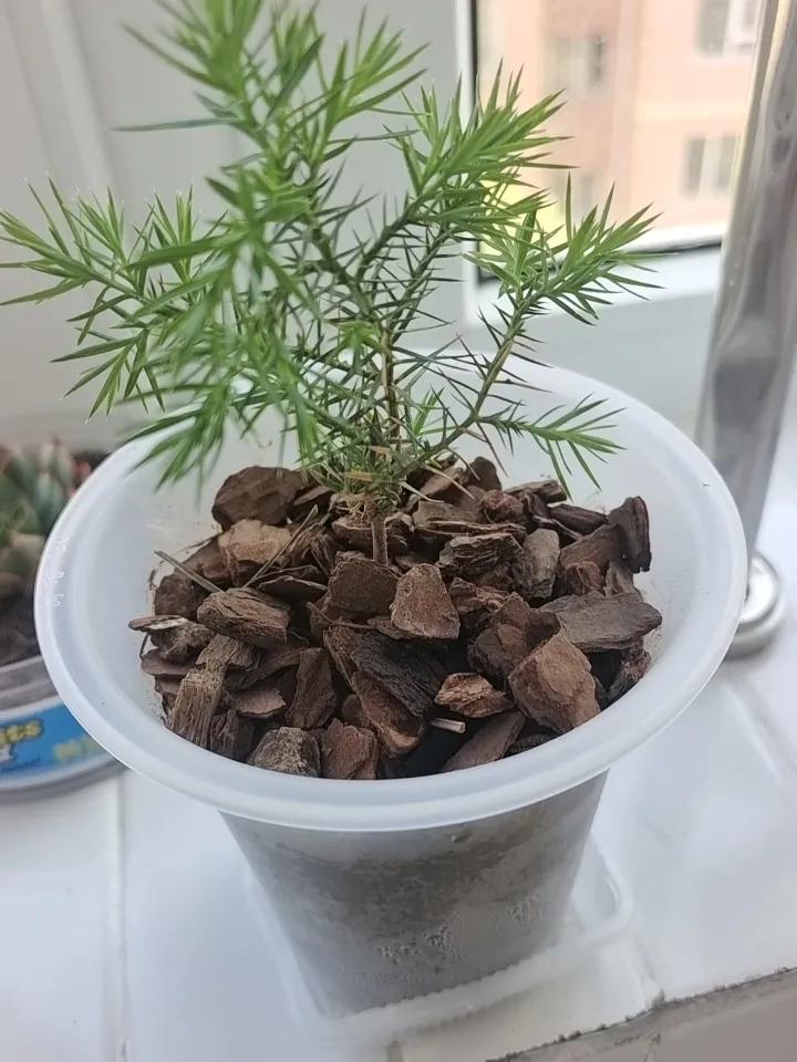 小树强留根，
阶垣度晓昏。
应怜方遇我，
添水入盆尊。
经常走过的马路车站边，砖