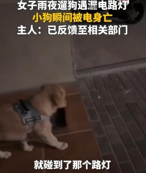 雨夜那声惨叫，刺痛了谁的心？

雨夜里传来的那声凄厉惨叫，击碎的不仅是一个温情的
