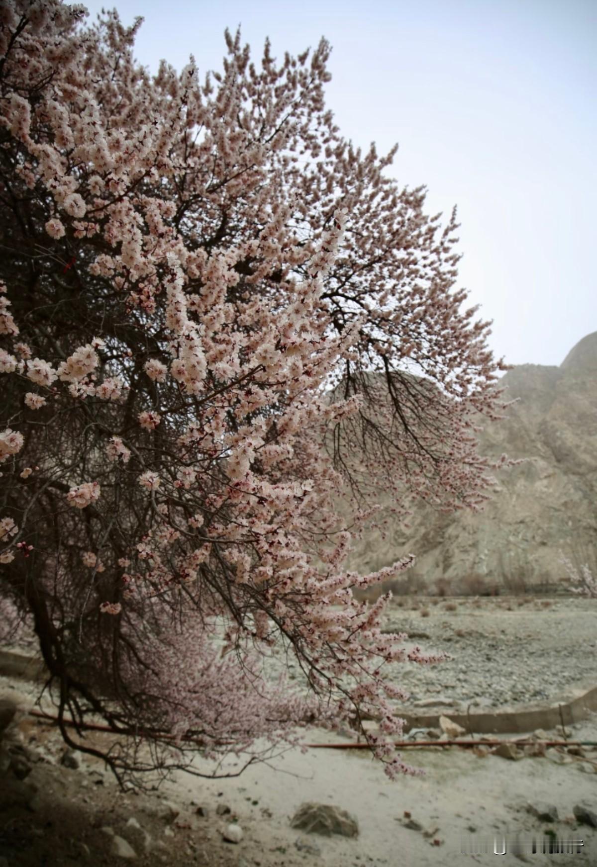 帕米尔春约，塔县杏花正当时
 
📸州游记｜赴山海，赴一场高原限定浪漫
🌈专注