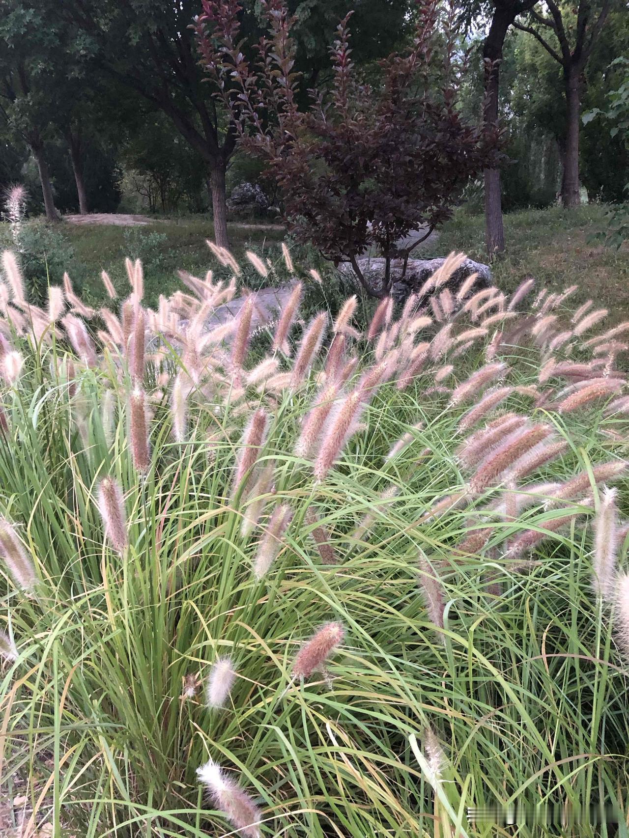 下联： 高台树色莺歌软。