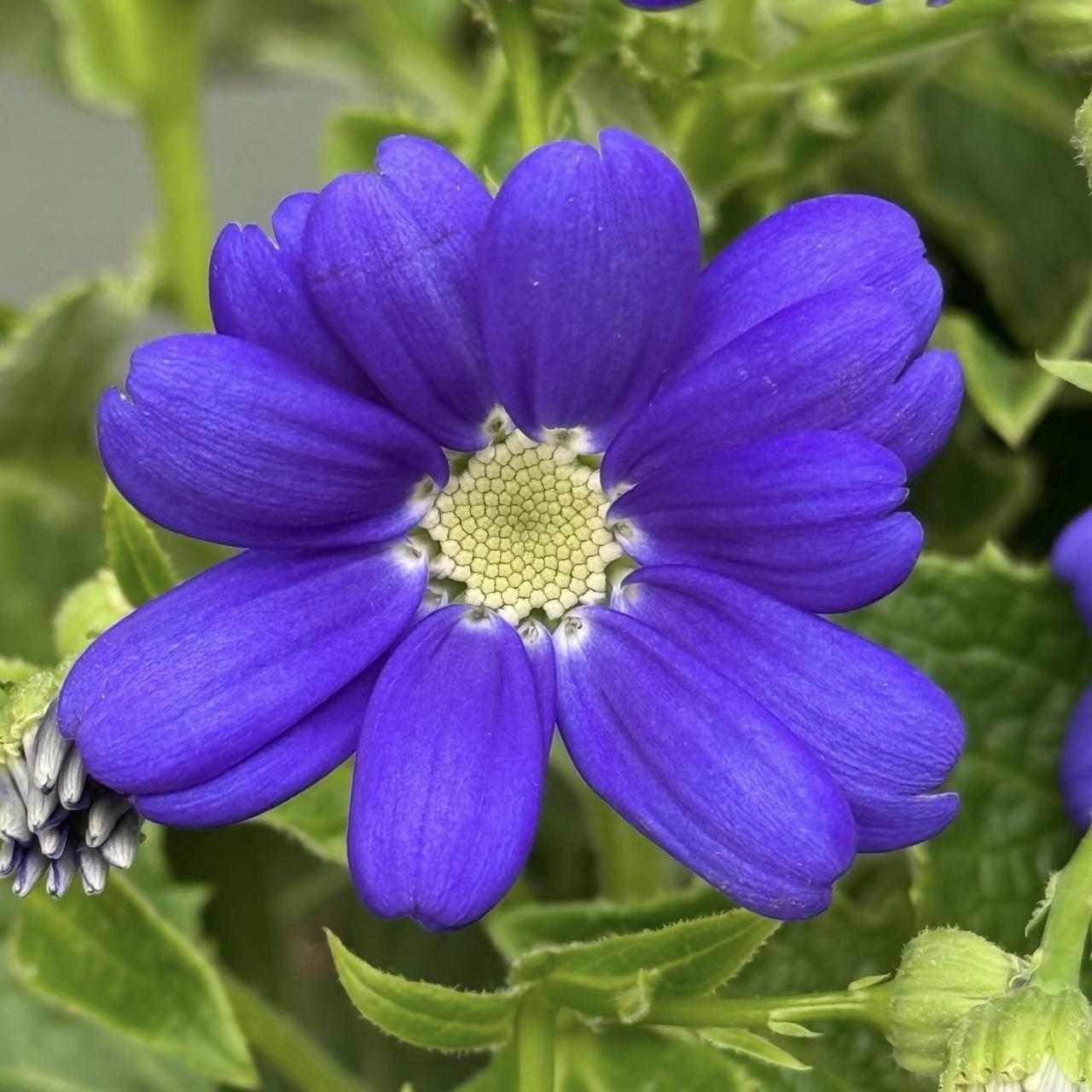 今日分享～瓜叶菊。
它又叫富贵菊、黄瓜花，它的花色超丰富，除黄色外都有。宝蓝色的