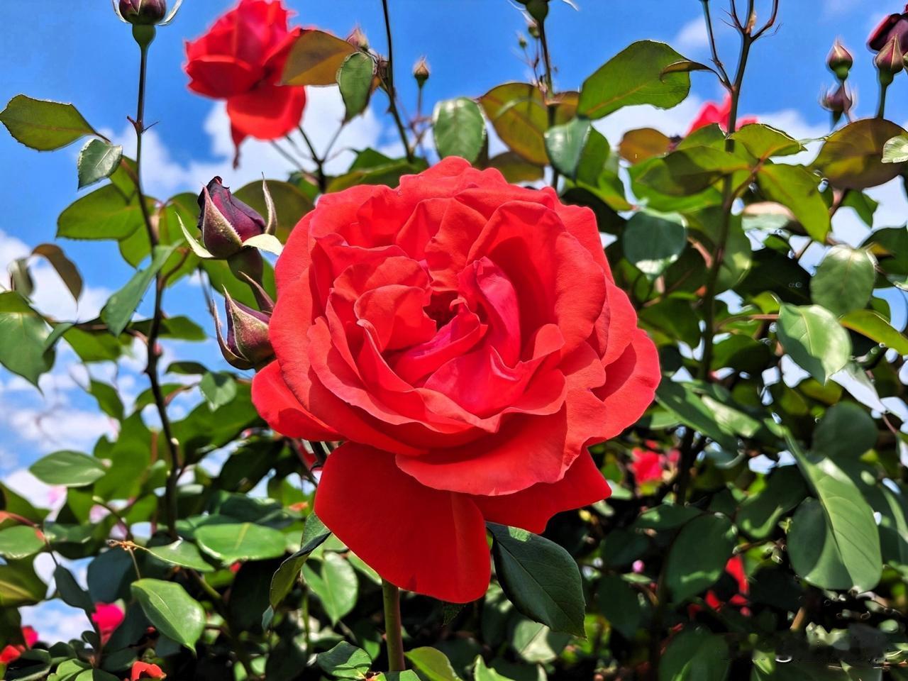 惊艳的红色月季，绽放出无与伦比的美丽！🌹💕