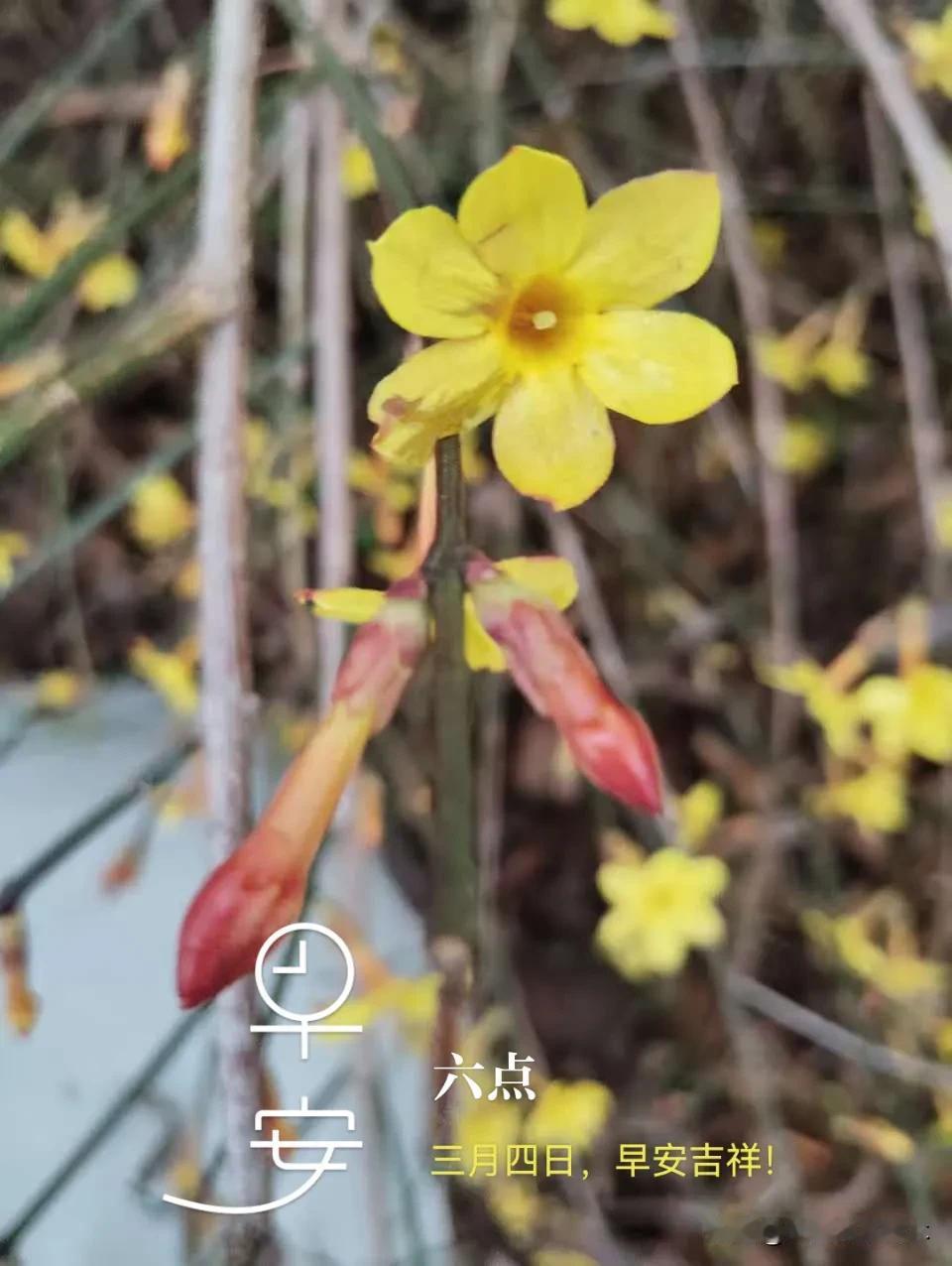 三月四日，周二，早安吉祥！