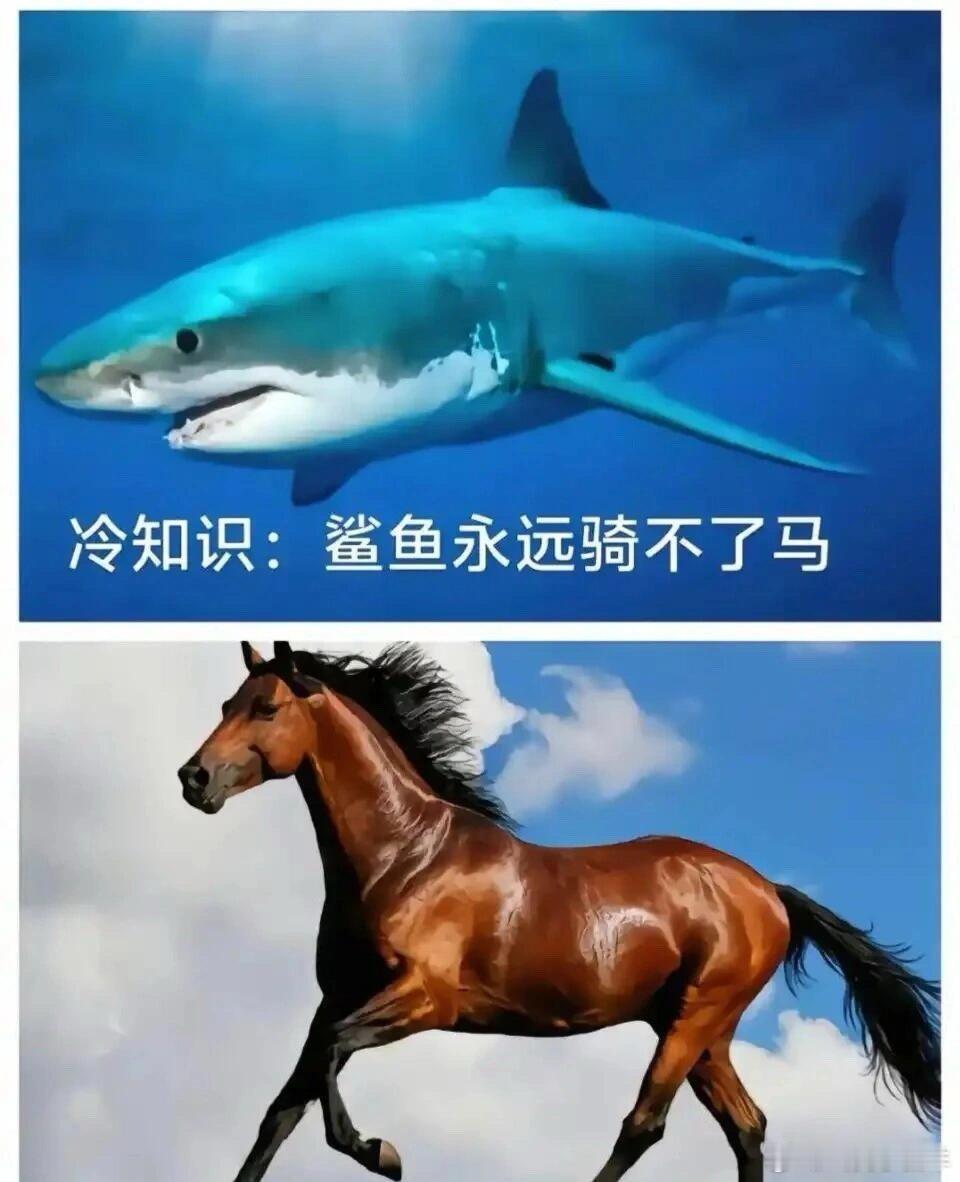 鲨骑马哈哈哈梗图[超话]趣图[超话]meme ​​​