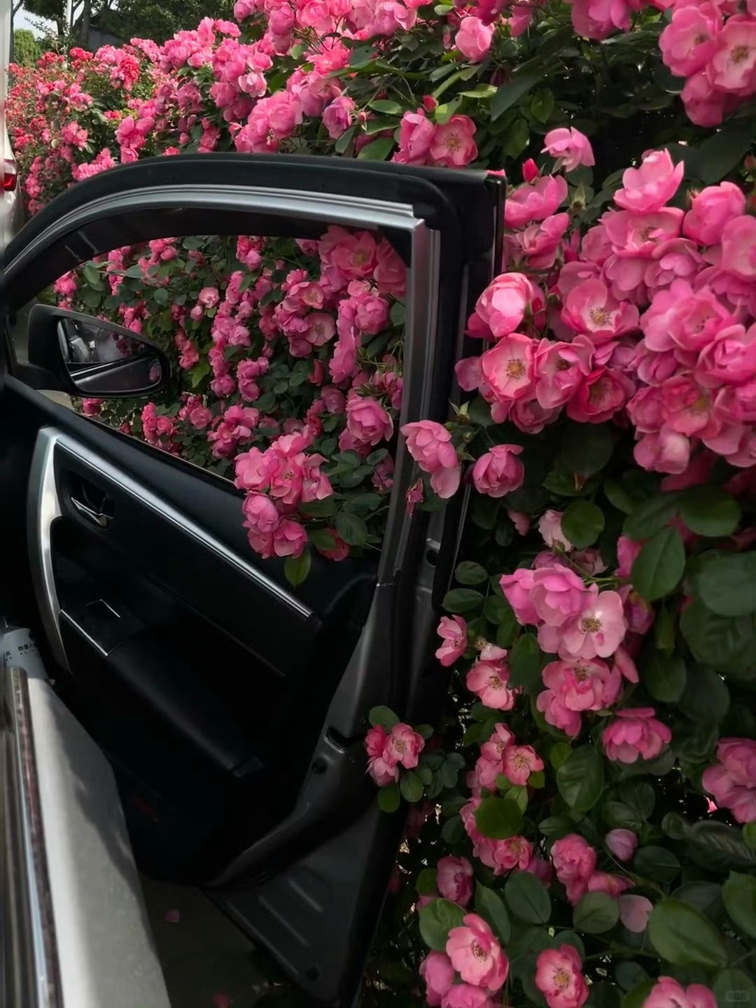 “live photo”是某种意义上的时光机，记录下每个生动的瞬间 ​​​