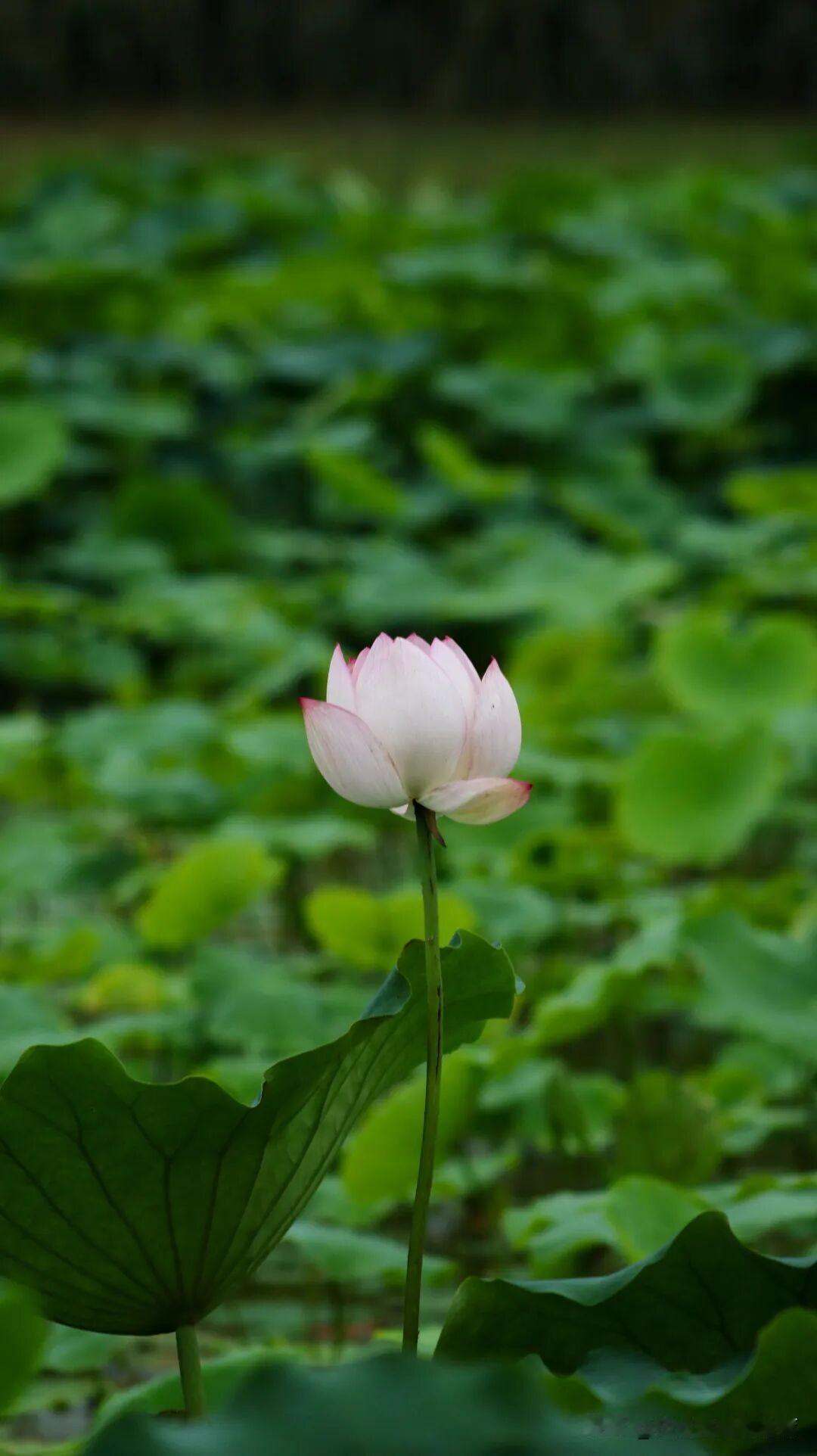 也就说：听别人说，不如自己亲眼看；亲眼看，还不如自己真正去做、去体会。
这句话太
