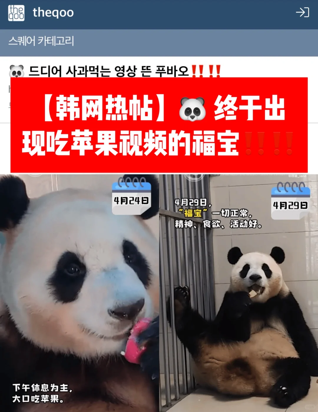 🔥 韩热帖｜🐼 终于出现吃苹果视频的福宝‼️