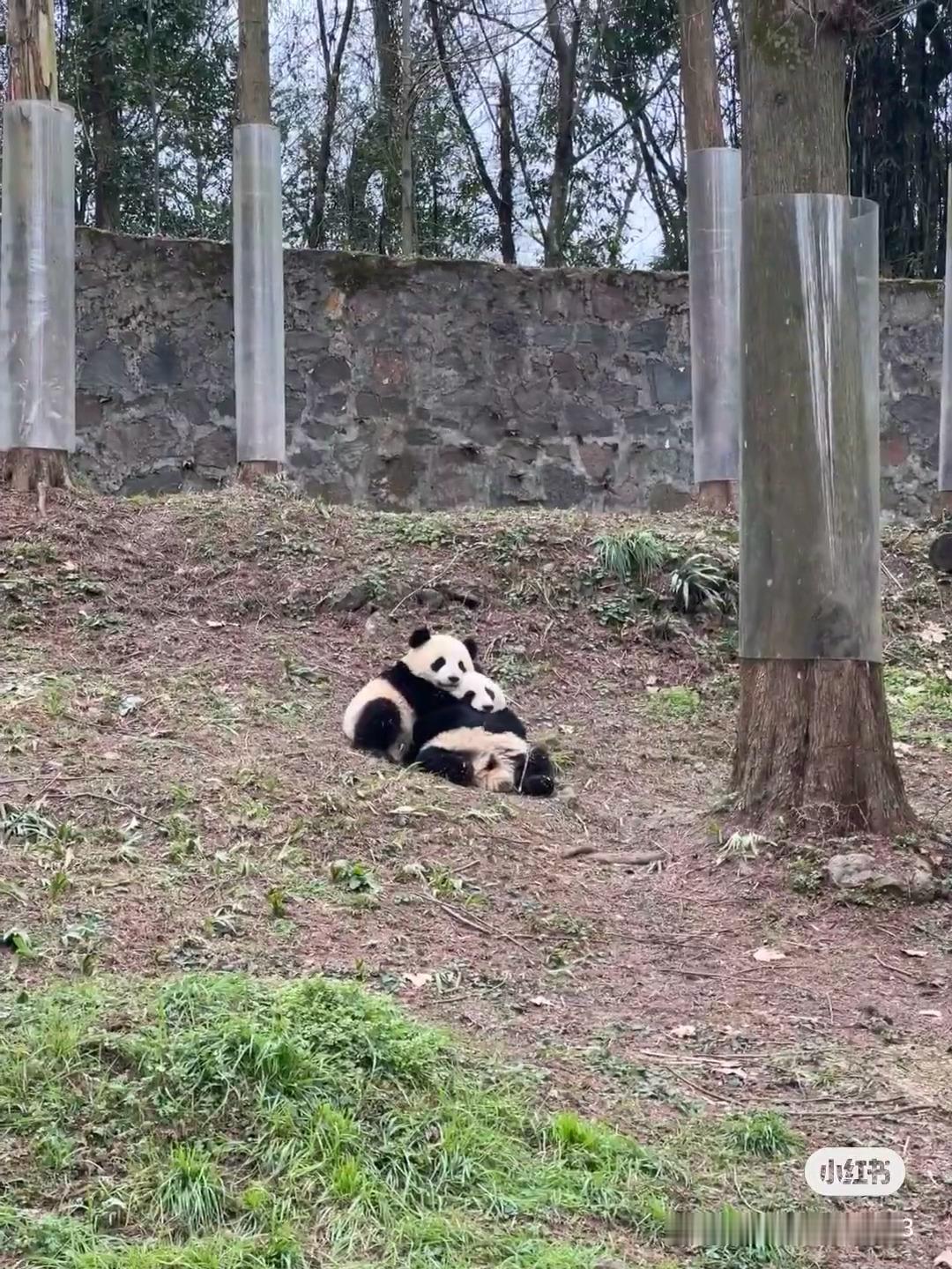 我的两个宝宝[泪][泪][泪] 