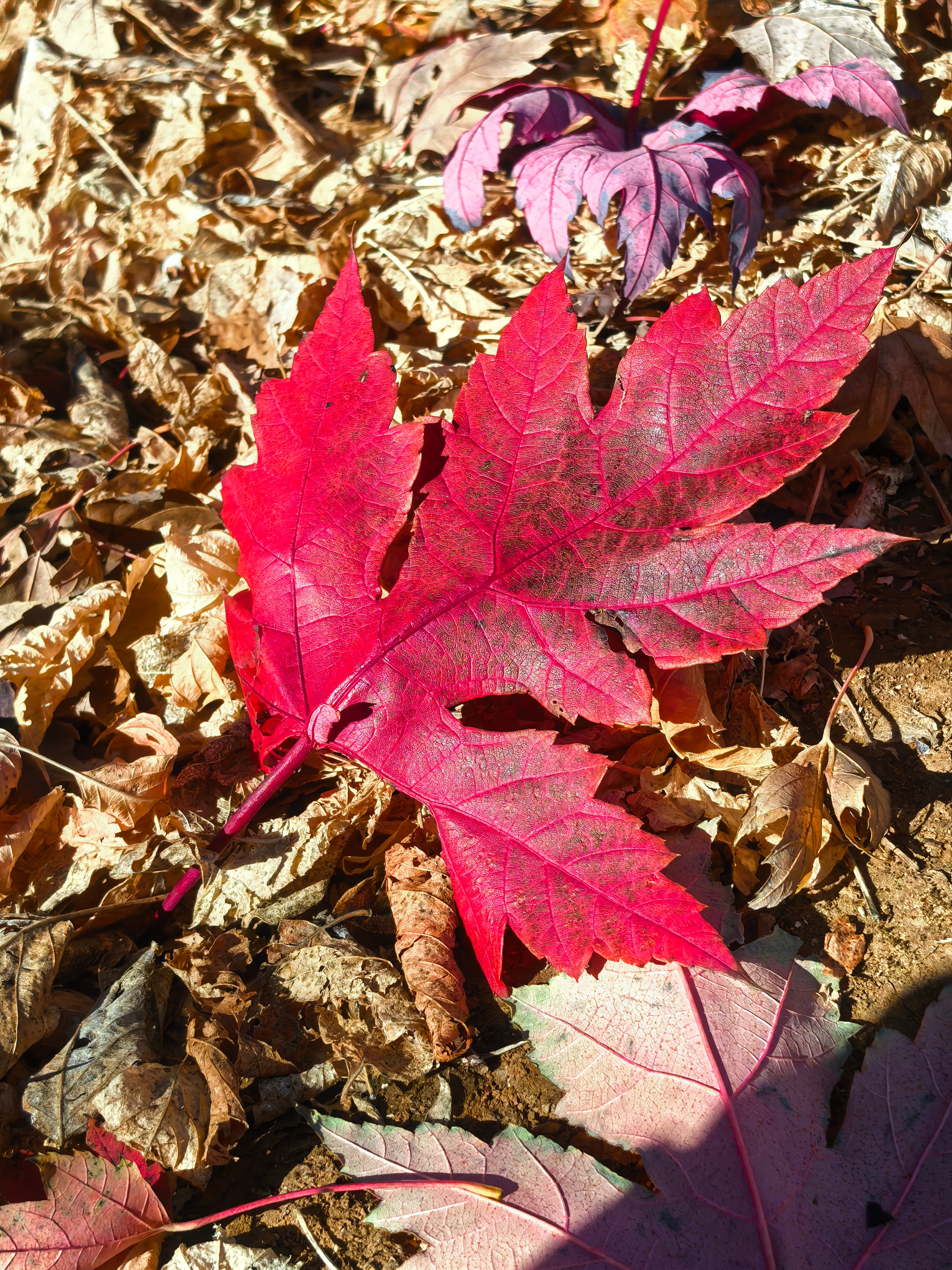 今天在北京延庆红枫林，都是用华为红枫影像系统拍的照片，你看这个颜色的准确度，我只