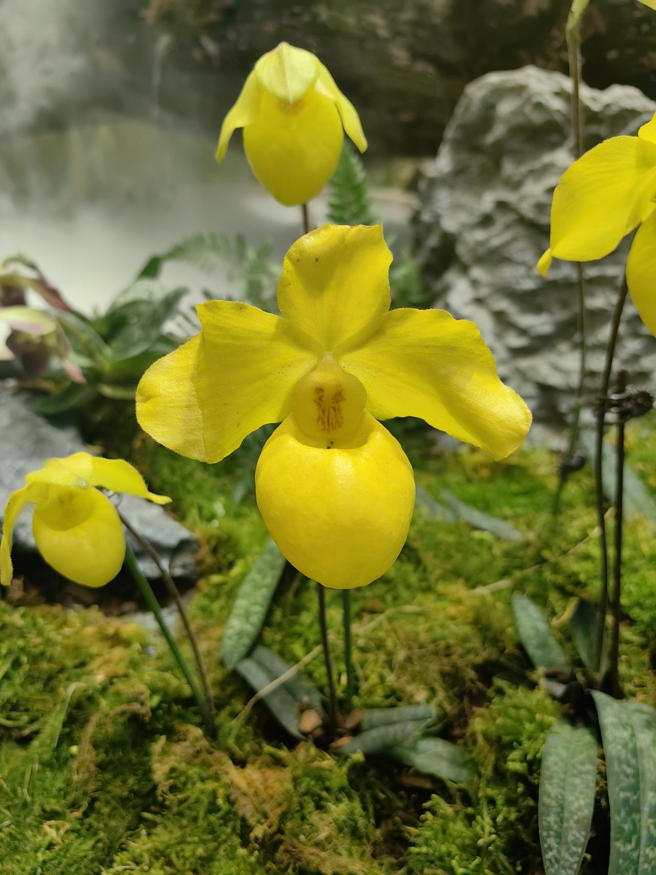 兜兰
拍摄于林业大学 2026.4.9