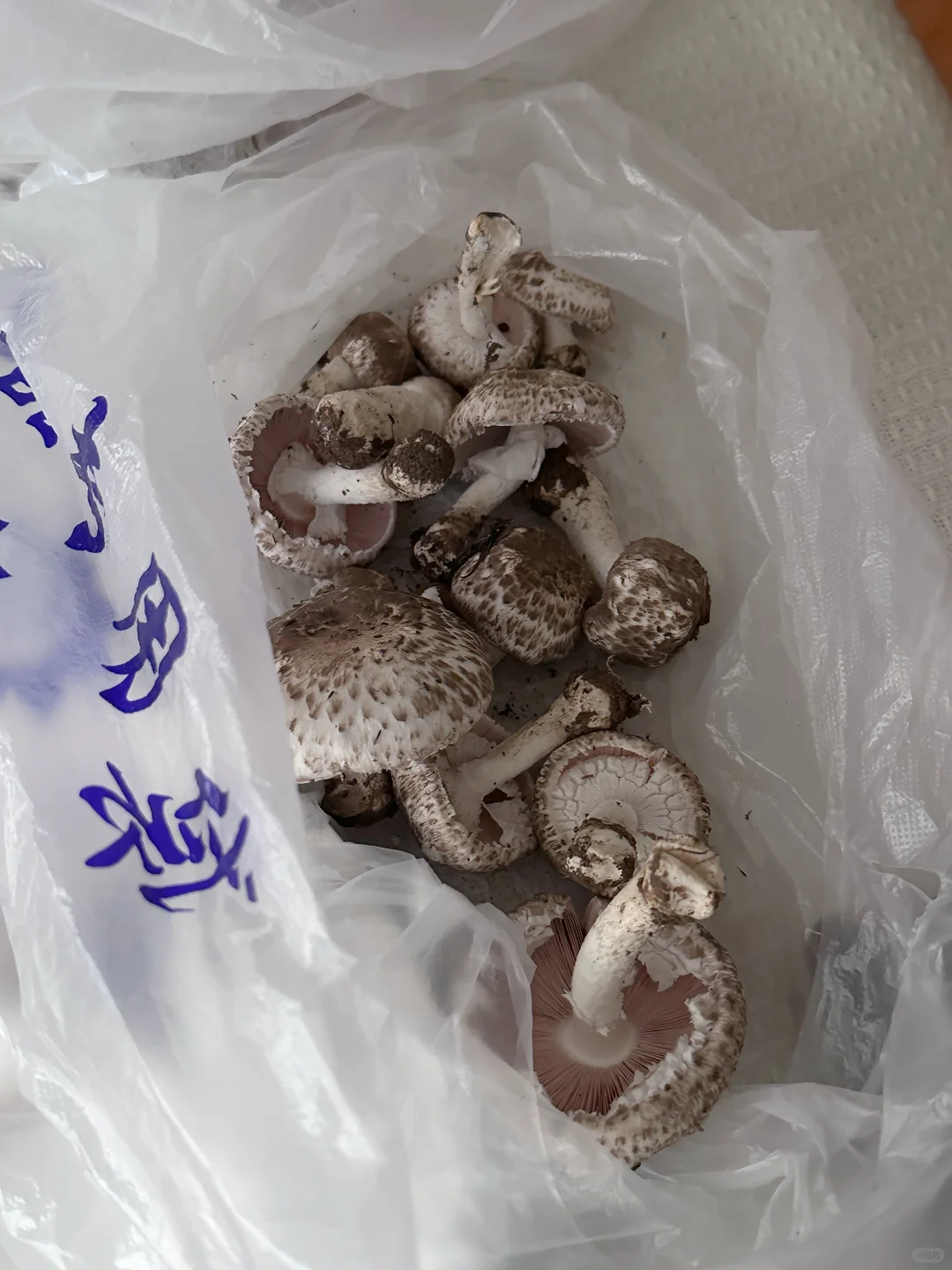 捡的蘑菇，吃了能躺板板不