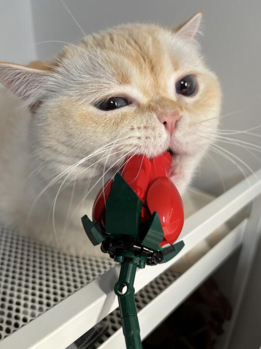 不要再熬夜了可以吗