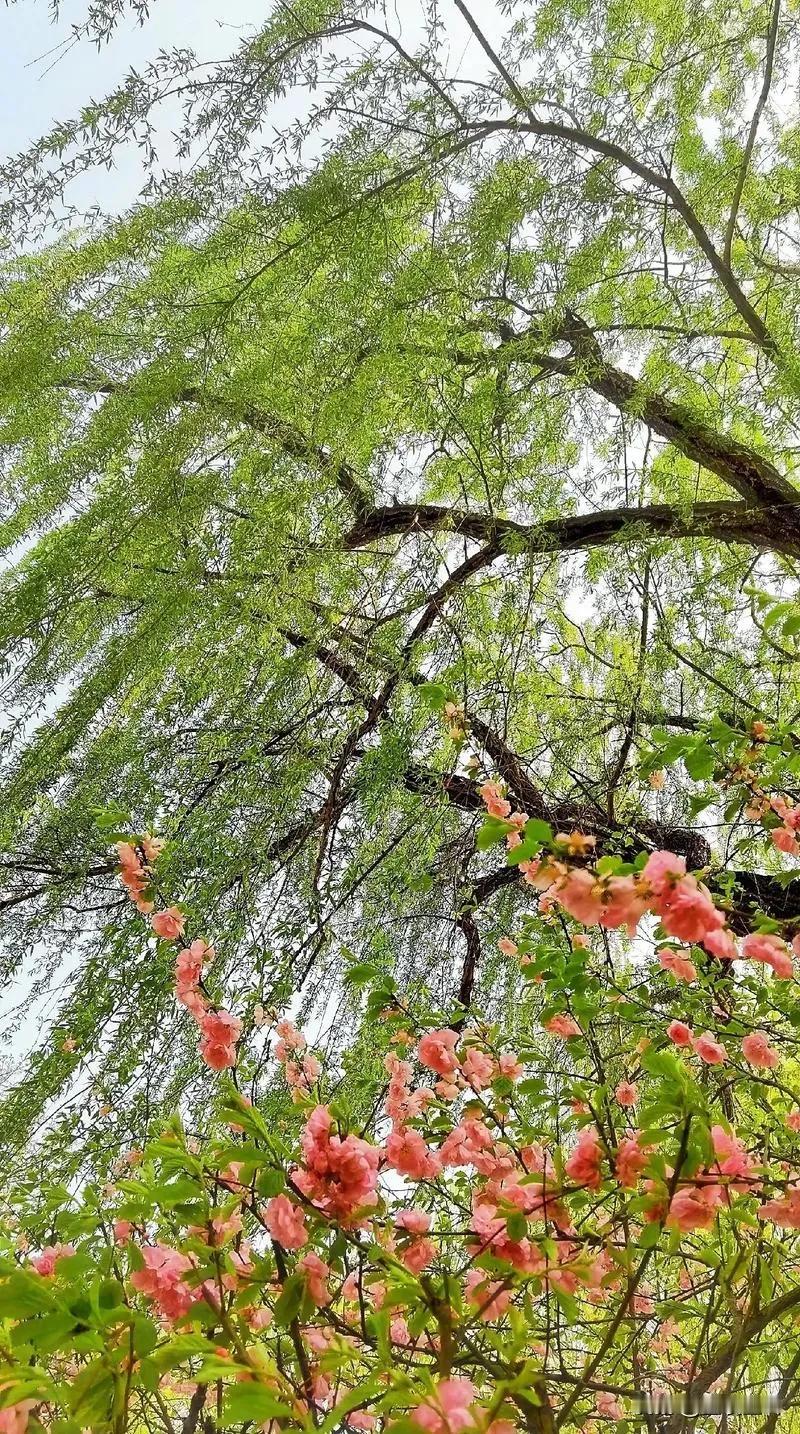 #上联：青竹枝枝秀，诚邀下联#
上联，青竹枝枝秀，
下联，绿柳丝丝新。