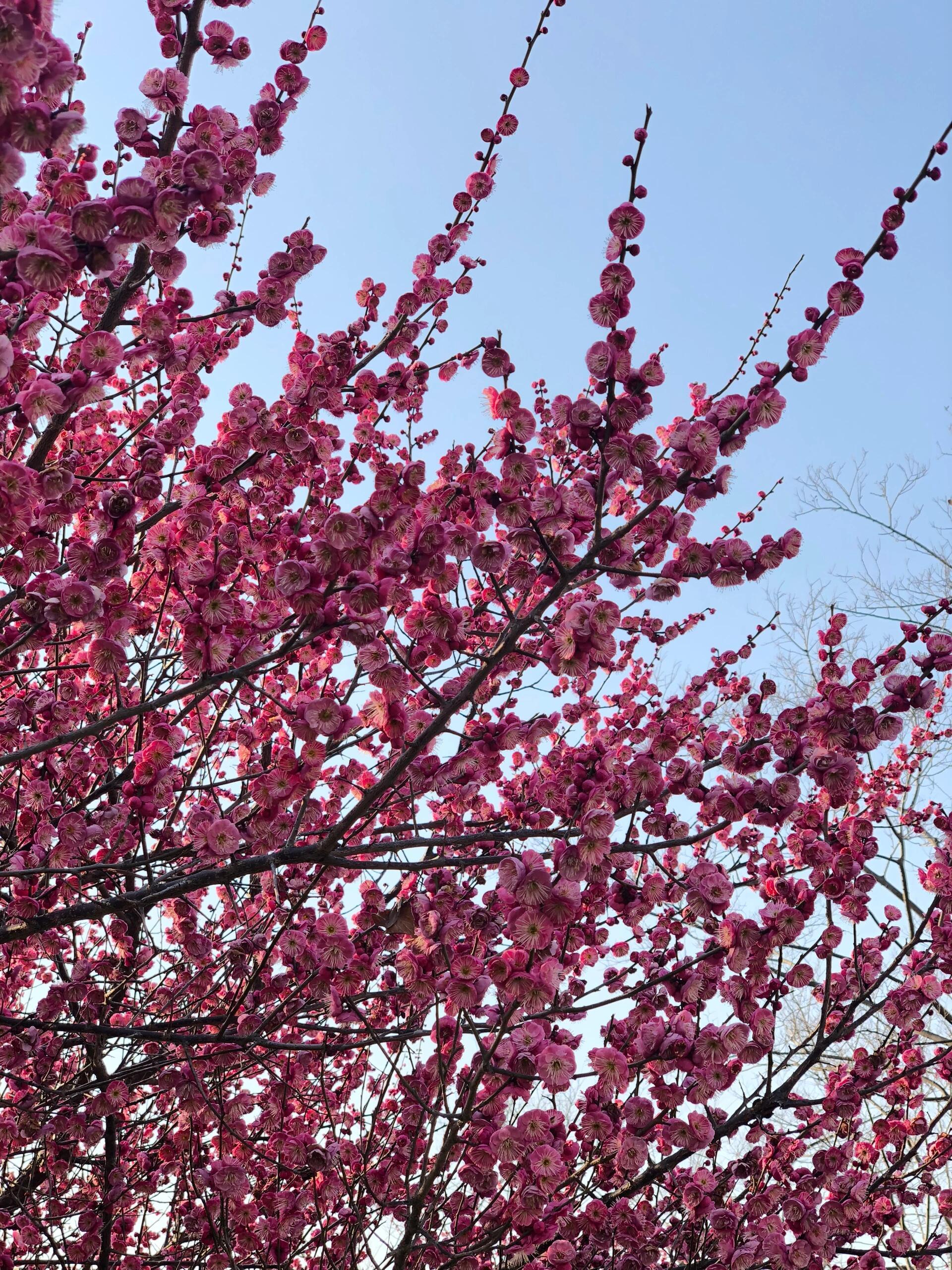 奇妙生物圈 | 在植物的奇妙世界里，梅花绝对是一位自带传奇色彩的“明星选手”。它