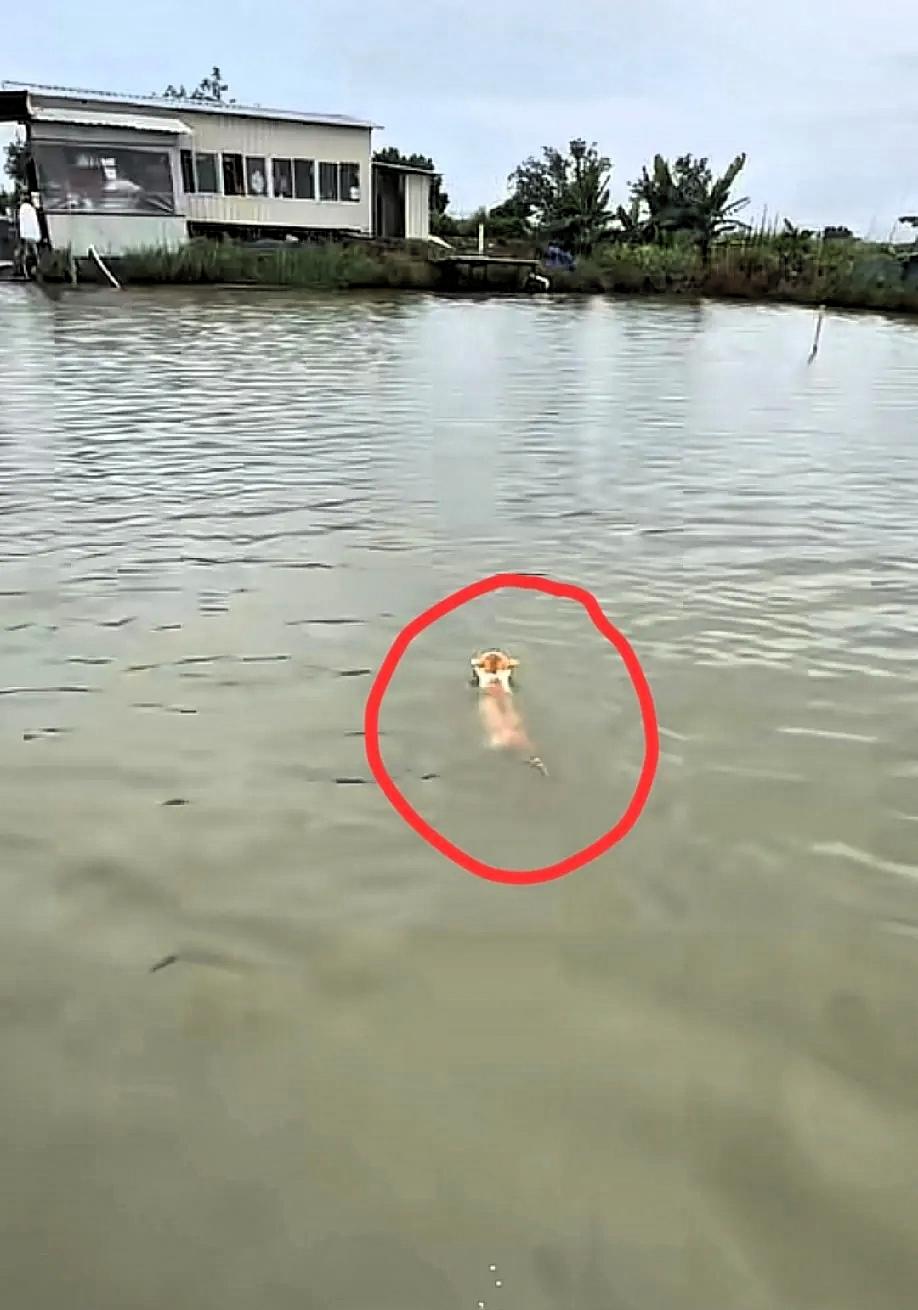 江苏这只猫，算是把全天下宠物猫的底裤给扒了。

主人在河对岸呼唤喂食，猫咪听见后