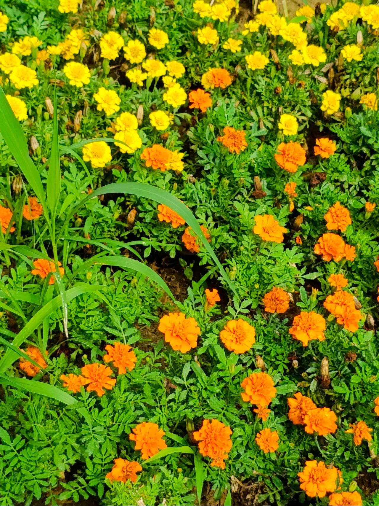 今年的双十一已经开始了好多天，到现在我什么都还没买，只想等淘金币加抵活动结束买些