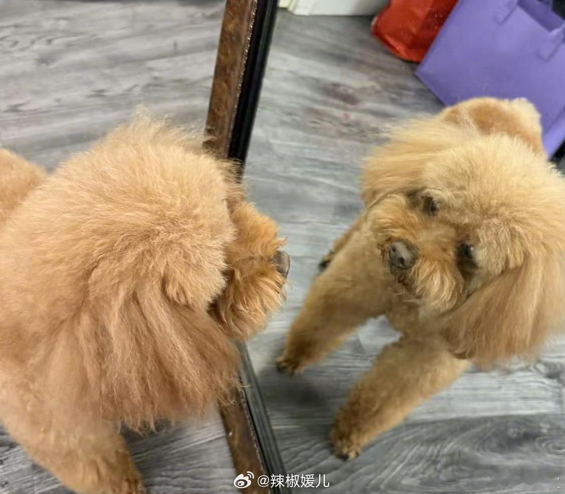 杨紫晒piu对镜拍  哈哈，感觉piu仔很好rua[哈哈][哈哈] 