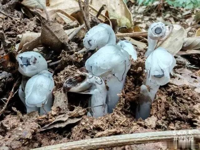 哀牢山发现7株冥界之花 冥界之花，极其罕见，指的是水晶兰，民间还称它“幽冥之花”