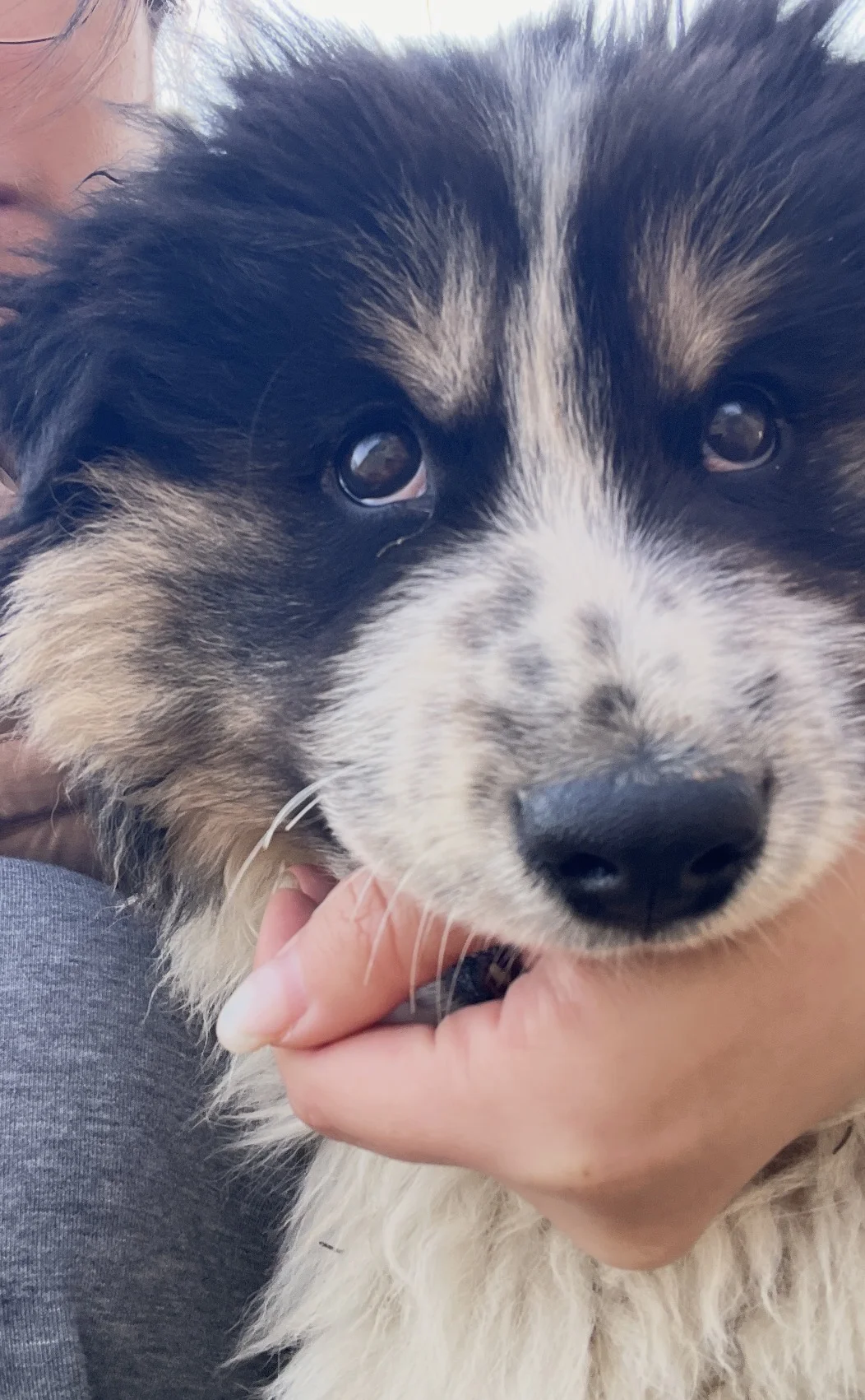 姨姨说我这种小狗最好亲了