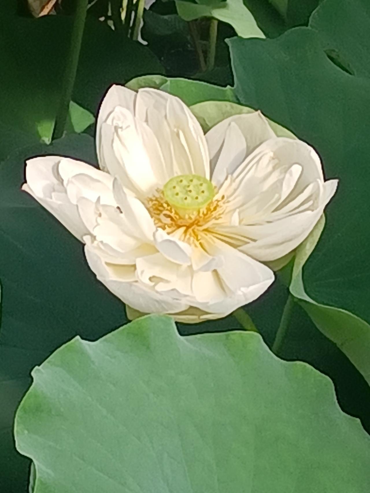 【夏之韵·莲就在那里，净就是净】夏日生活打卡季 
看取莲花净，应知不染心。
——