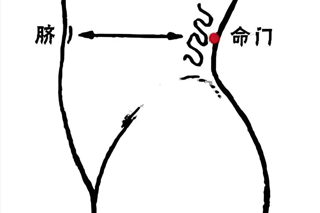 这三个穴位天天按，重回18巅峰！

一：命门穴——元气之根本
位置：腰部后正中线