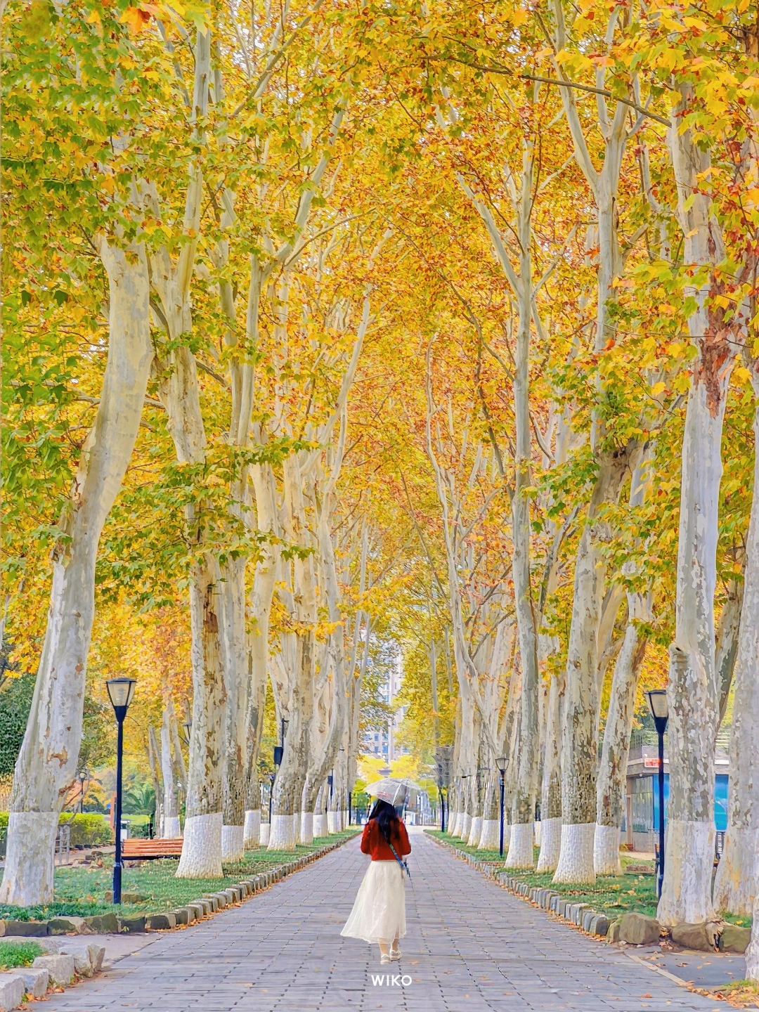 可惜你没来武汉，不知道秋天的解放公园多美！