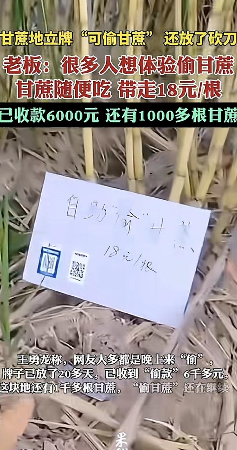 浙江杭州一块甘蔗地里立着“可偷甘蔗”的牌子，还贴心地放了砍刀。老板说，很多人想体