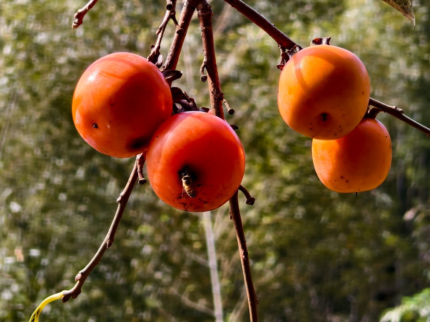 vivo x200这个10倍还是牛的 ​​​