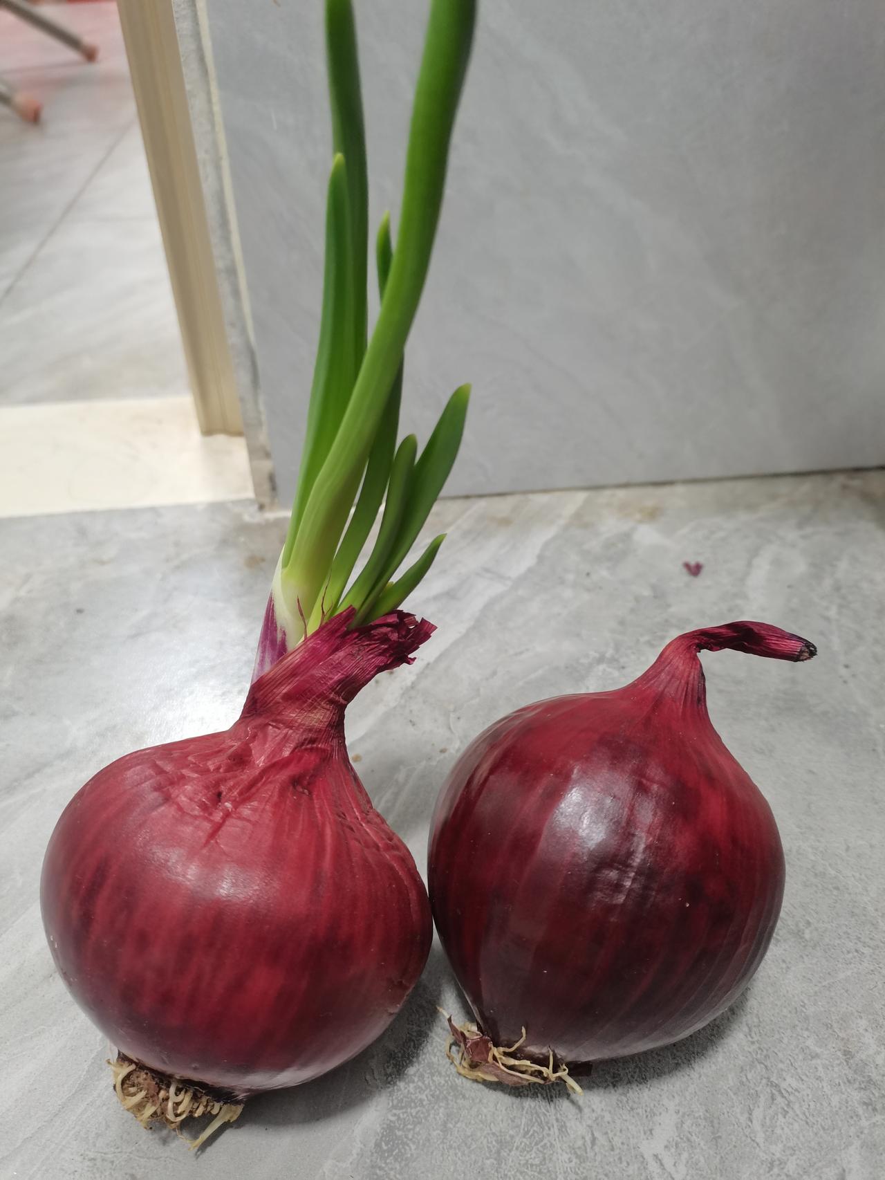 春节前买了两个洋葱没有吃，过了十多天再回到出租屋，其中的一个洋葱头已经长成了一棵