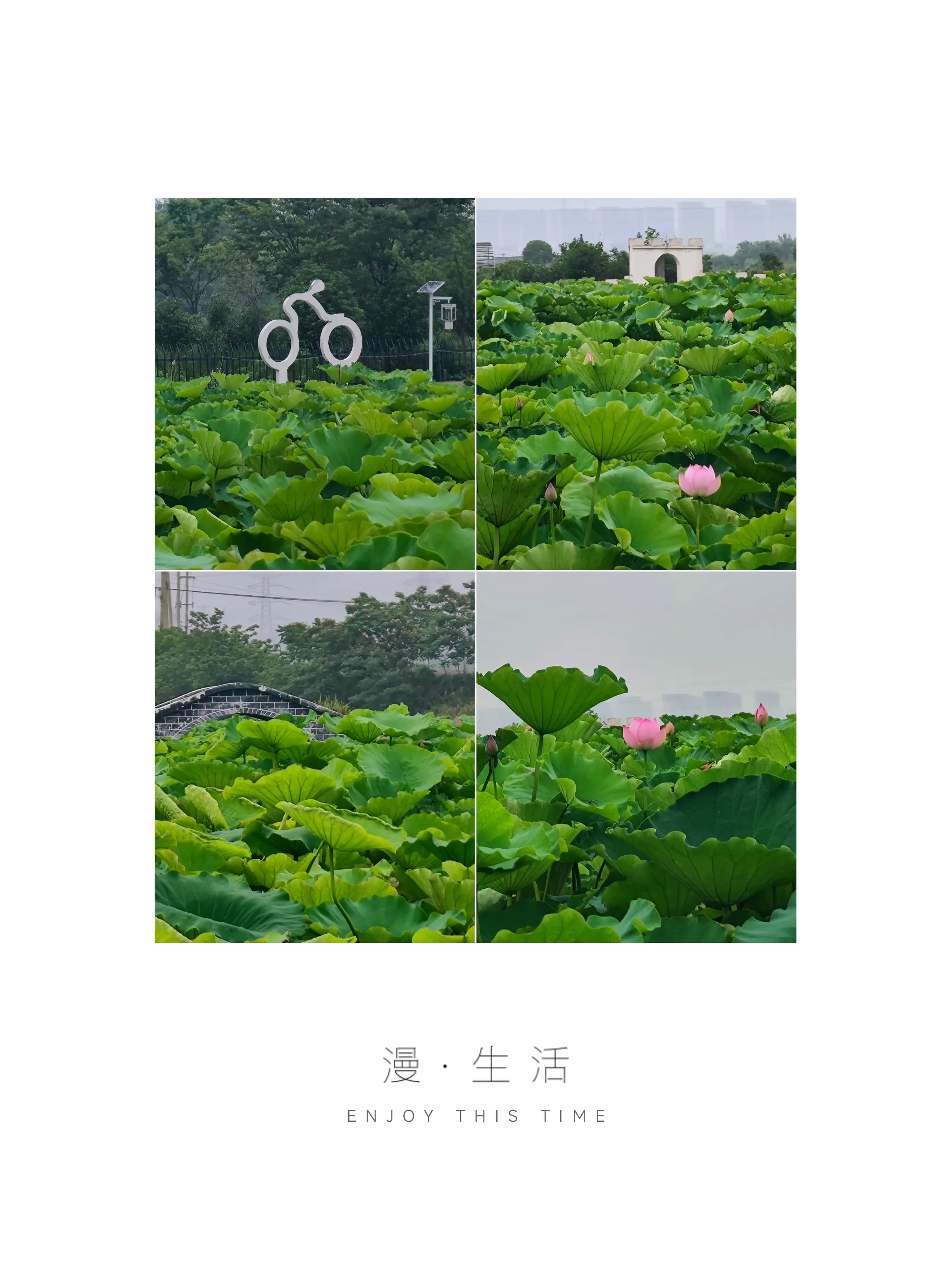 荷花开了。