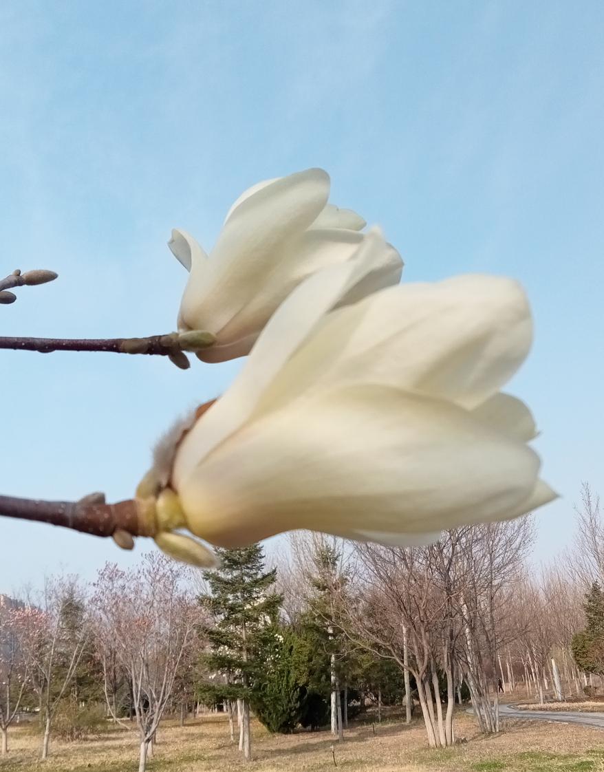 有没有漂亮的花朵图片吗