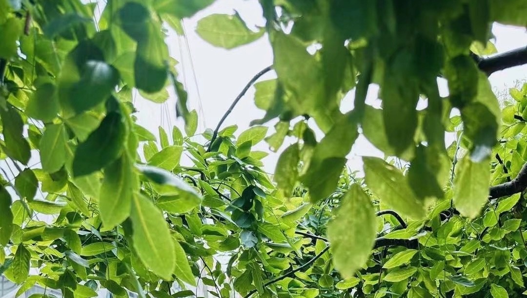 树脑科技完成千万级天使轮融资，推进脑机接口与脑磁图算法国产化7月28日，动脉网报
