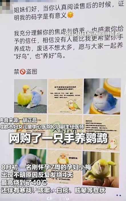 代价太大了！四川成都，一孕妇网购了一只鹦鹉，想着平时能解解闷，不料，在照顾了鹦鹉