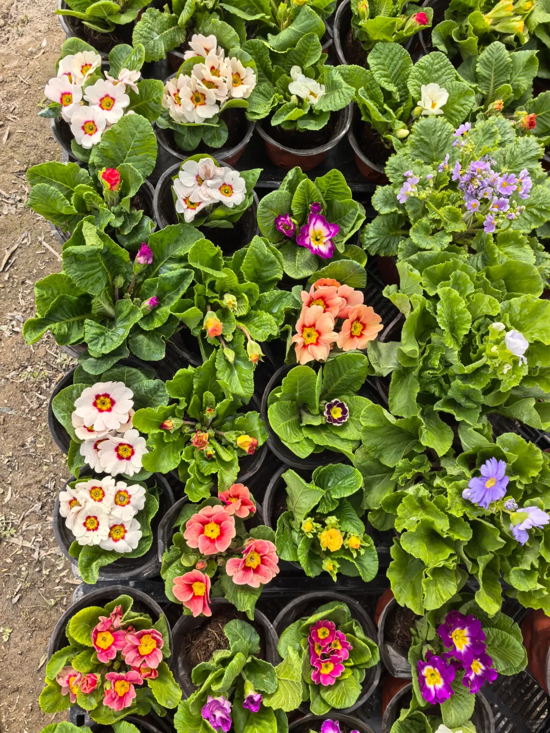植物开箱：报春