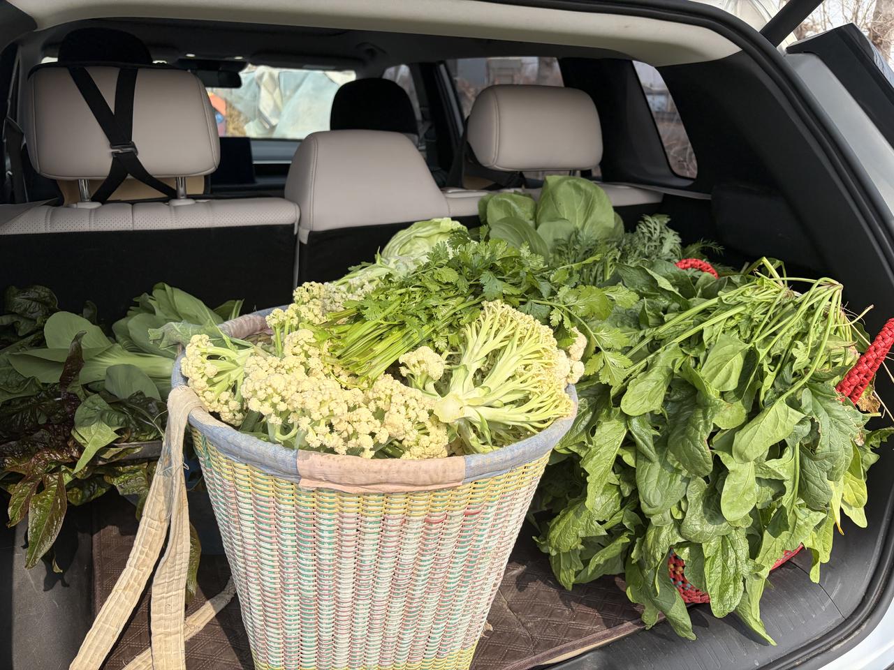 今天出去送鹅蛋，顺道采摘些菜去小区门口卖，虽然是中午时间，人流量不多，卖得还挺快