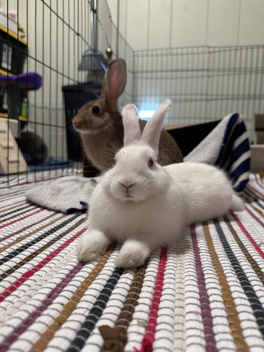 🐰洛杉矶兔兔弟弟找领养🥰