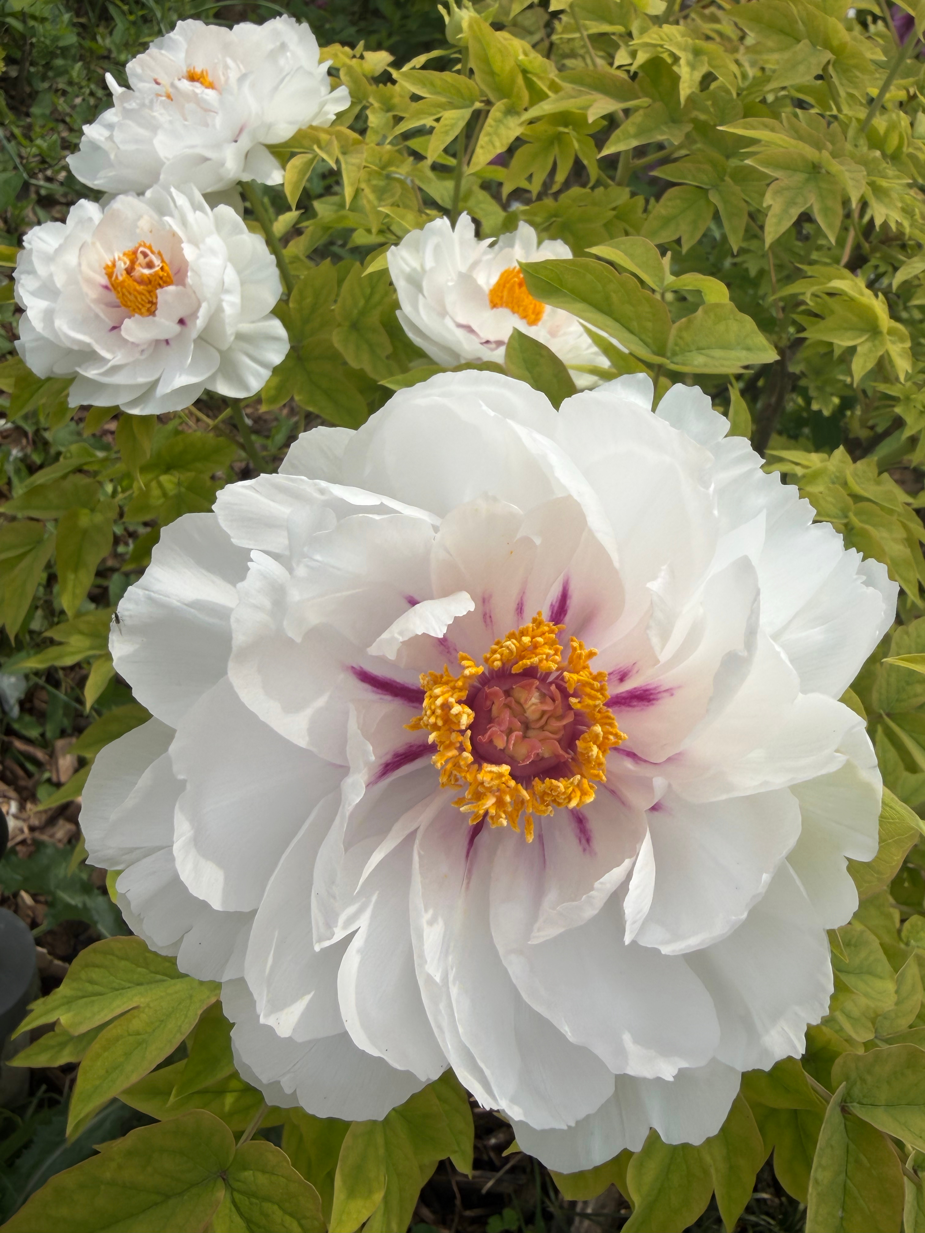 洛阳的牡丹，太美啦。