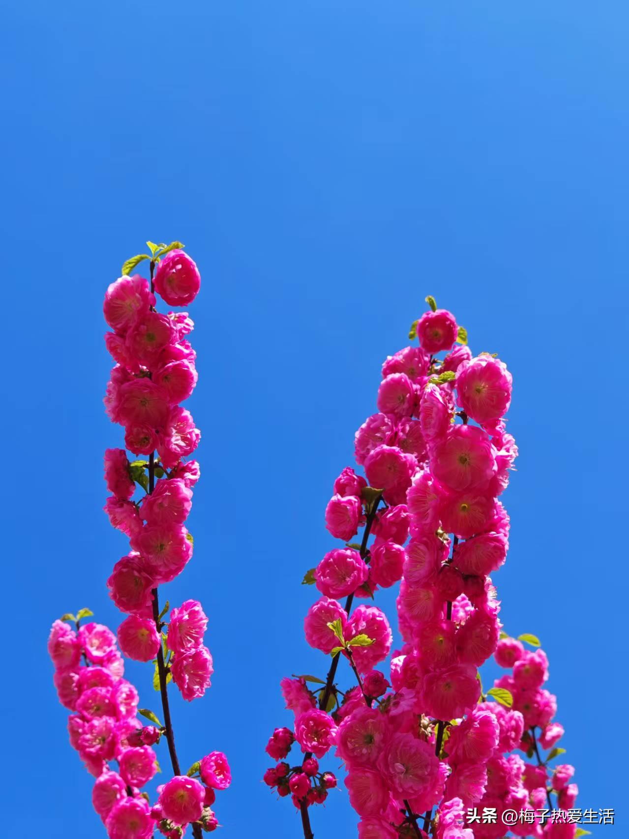 我认为应该，我妯娌带着8岁的孙子出去做客，孙子一直跟奶奶要手机，就是要玩游戏，不