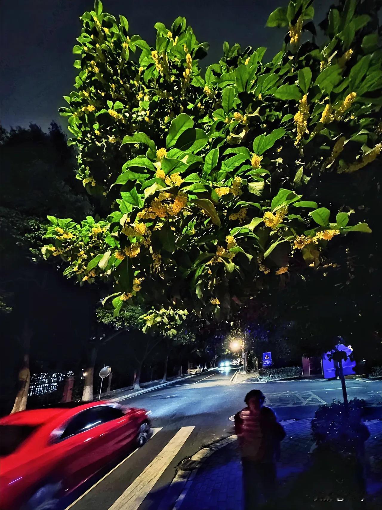 桂花飘香分外浓～20241013常州，桂花很少拍摄，很难拍出新意，但今晚散步一路