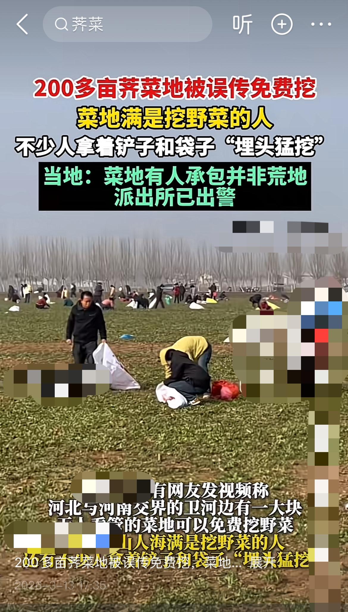 承包户哭晕！200亩荠菜被误传