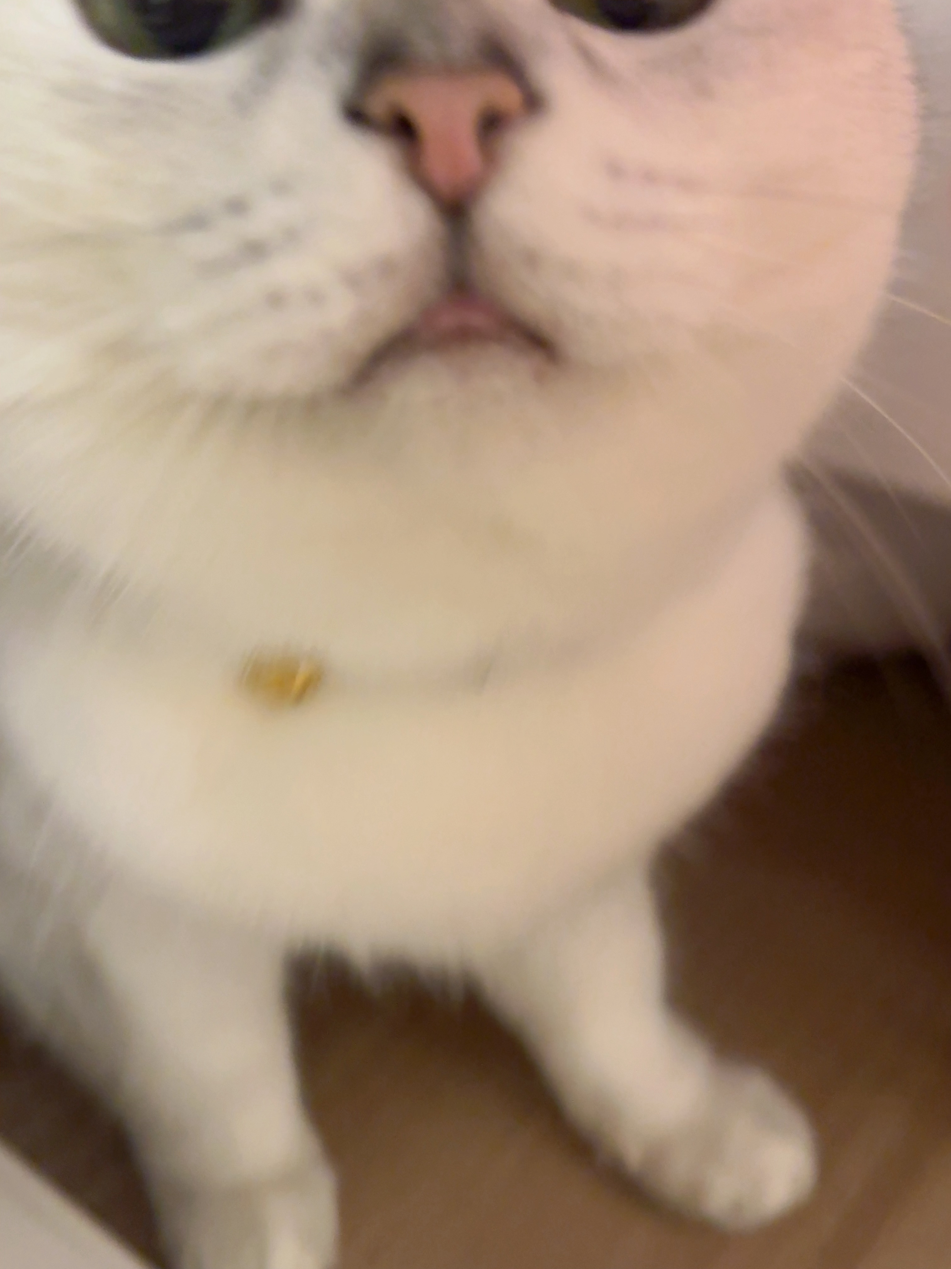 捕虫小队 