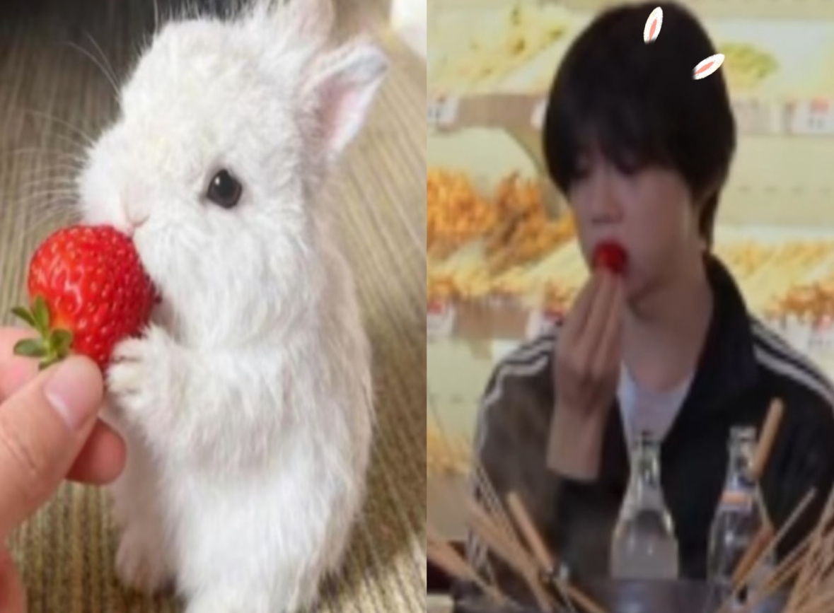 全世界正数第一爱吃草莓的🐰哼 
