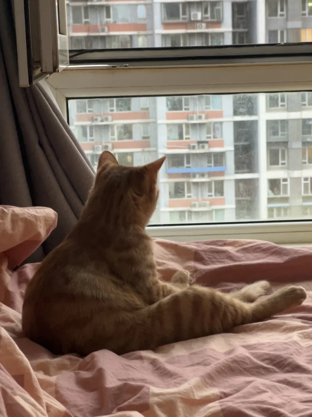 孤独大鸡腿