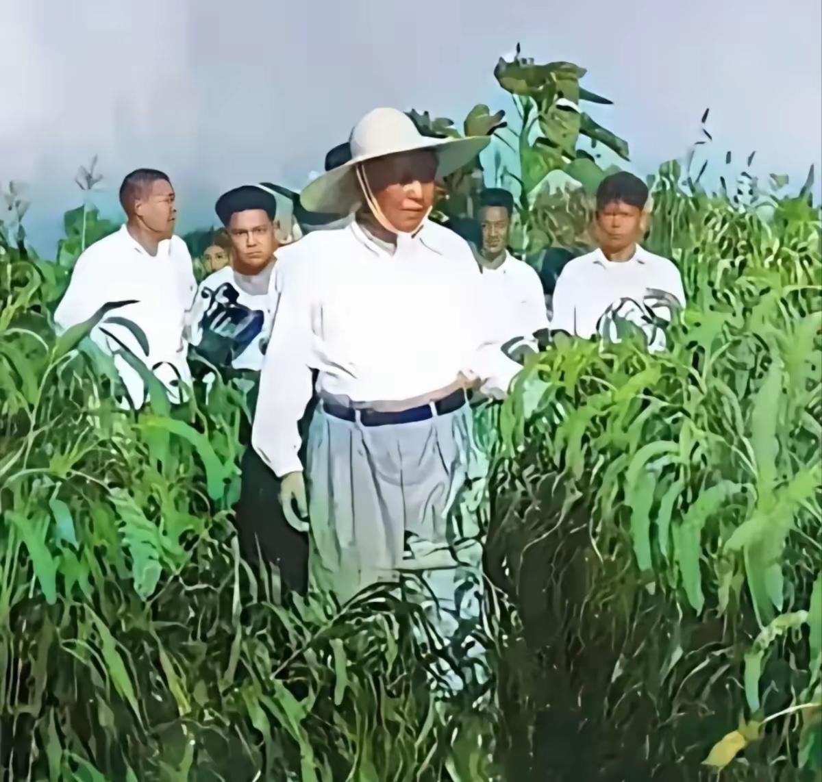 给你看张老照片，特别暖心。

就是咱们毛主席，戴着一顶草帽，正走在庄稼地里呢。那