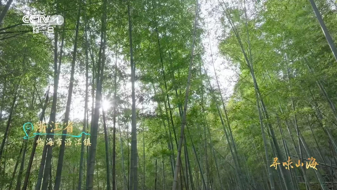 浙江有种长在海里的蒜沙蒜不是蒜是海鲜台州湾的滩涂里藏着一种“假蒜”——沙蒜。它顶