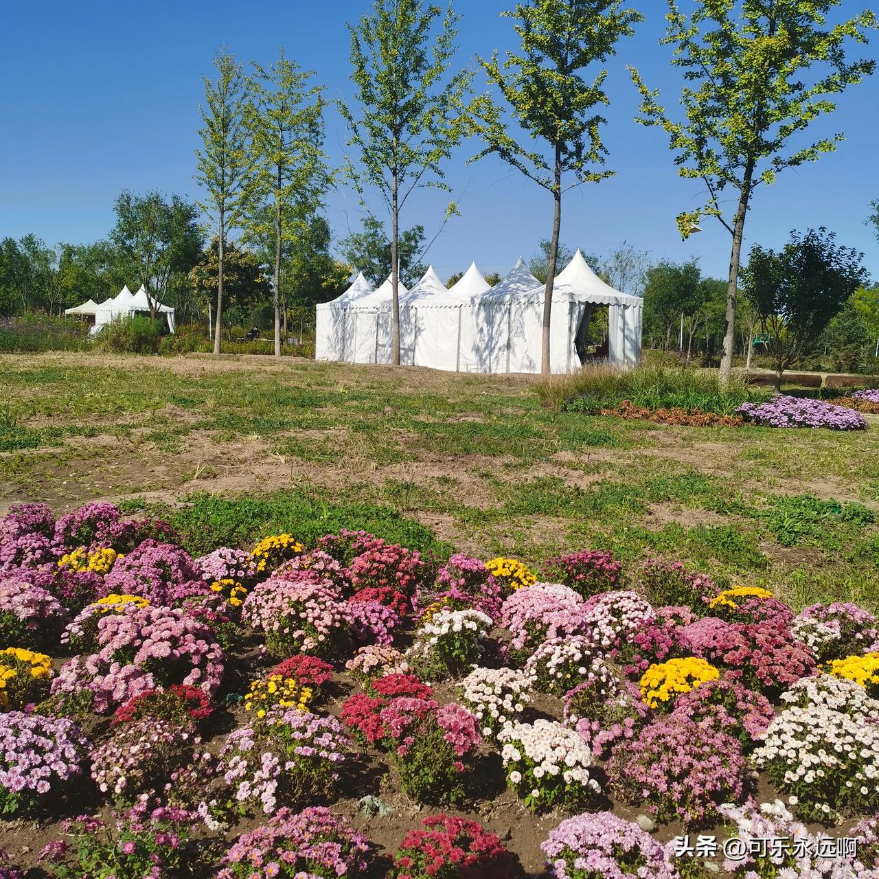 #秋日生活打卡记# 
雏菊的花语传递着纯真和希望，它是爱情的使者，代表着纯洁、真