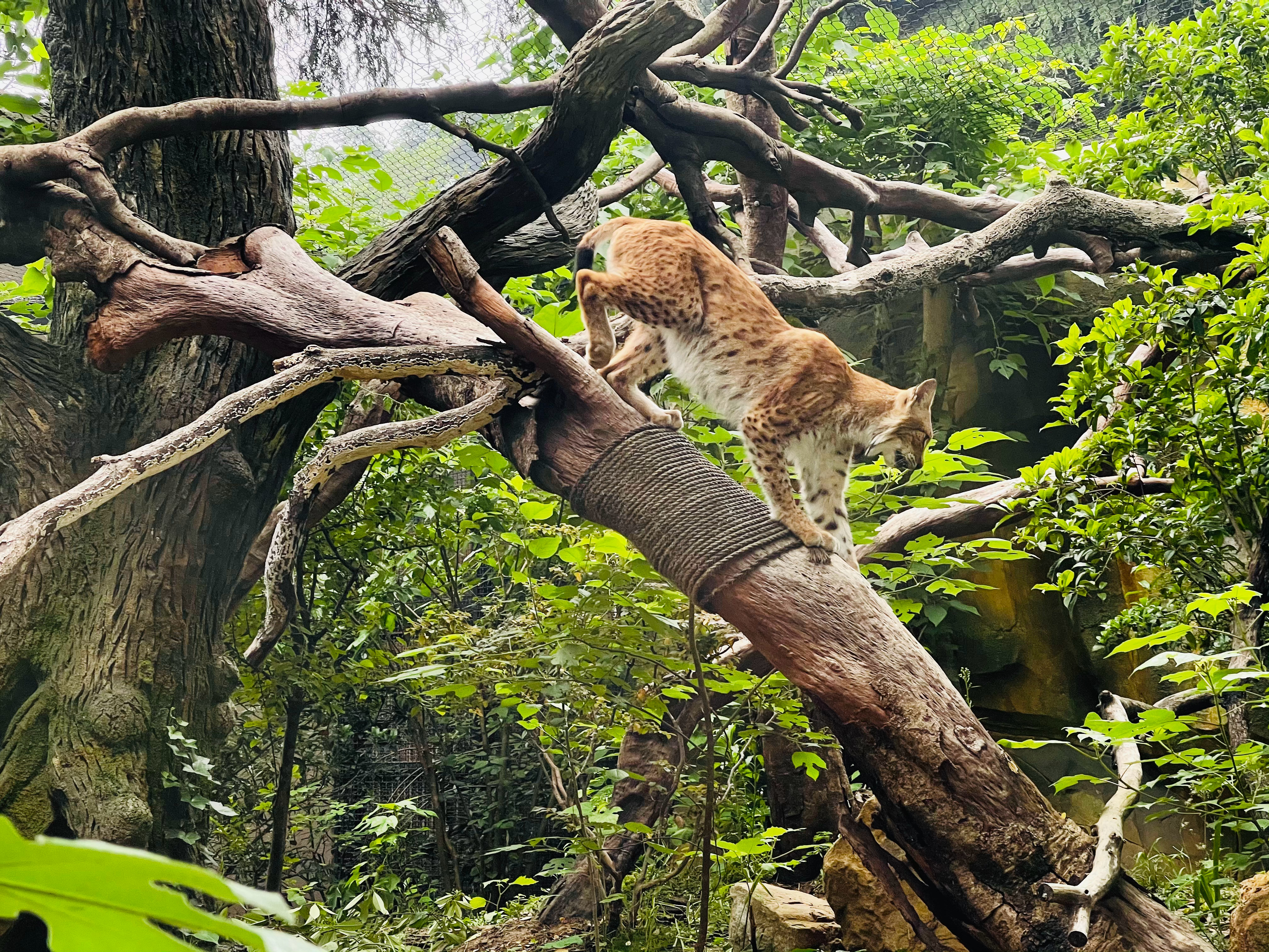 #南京市红山森林动物园##南京市红山森林动物园[超话]##猫科星球##欧亚猞猁#