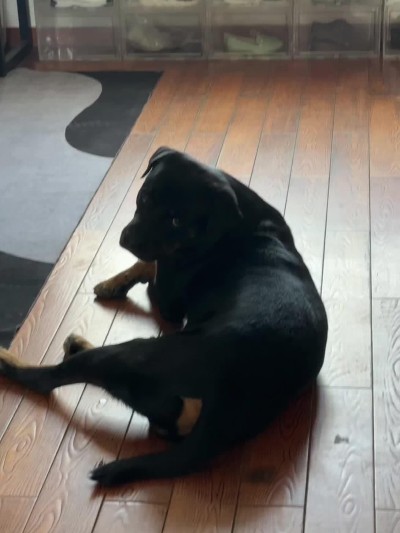 出门不带他 就这个死出